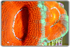 Orange Acan Lord